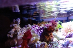 red-leaf-calupra-on-live-rock-003