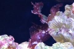 red-leaf-calupra-on-live-rock-004