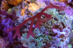 red-leaf-calupra-on-live-rock-005