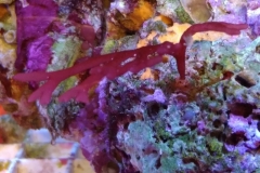 red-leaf-calupra-on-live-rock-006