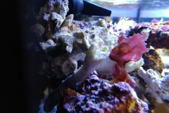 red-leaf-calupra-on-live-rock-007