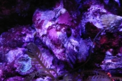 red-leaf-calupra-on-oyster-001