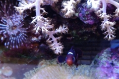 soft-coral-branch-arms-001