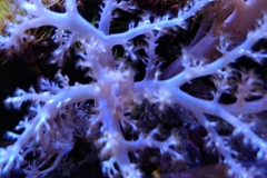 soft-coral-branch-arms-002