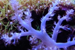 soft-coral-branch-arms-003