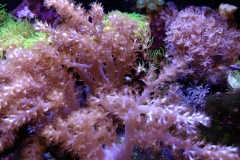 soft-coral-branch-cluster-001