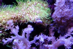 soft-coral-branch-cluster-002