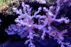soft-coral-branch-cluster-003