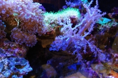 soft-coral-branch-cluster-004