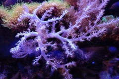soft-coral-branch-cluster-005
