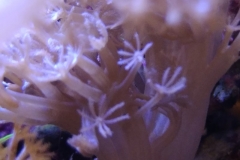 soft-coral-branch-polyp-001