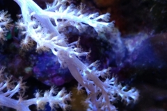 soft-coral-branch-polyp-002