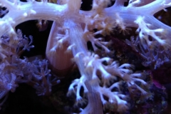 soft-coral-branch-polyp-003
