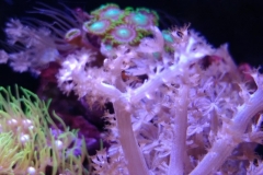 soft-coral-branch-polyp-004