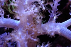 soft-coral-branch-polyp-005