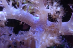 soft-coral-branch-polyp-006