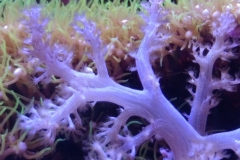 soft-coral-branch-polyp-007