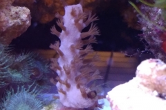 soft-coral-gorgonia-brown-001