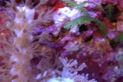 soft-coral-gorgonia-brown-003