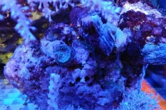 soft-coral-gorgonia-brown-005