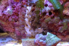 soft-coral-gorgonia-brown-006