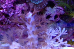 soft-coral-gorgonia-brown-007