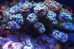 hard-coral-frogspawn-cluster-closed-001