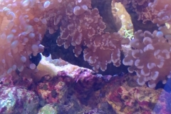 hard-coral-frogspawn-cluster-closed-002