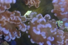 hard-coral-frogspawn-cluster-closed-003