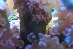 hard-coral-frogspawn-cluster-closed-004