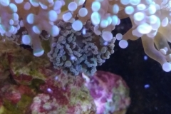 hard-coral-frogspawn-cluster-closed-005