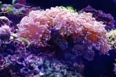hard-coral-frogspawn-cluster-closed-006