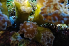hard-coral-frogspawn-cluster-closed-007