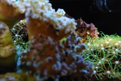 hard-coral-frogspawn-cluster-closed-008