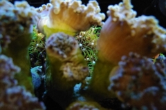 hard-coral-frogspawn-cluster-closed-009