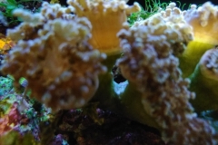 hard-coral-frogspawn-cluster-closed-010