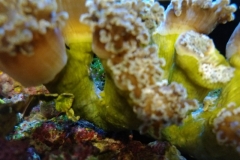 hard-coral-frogspawn-cluster-closed-011