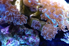 hard-coral-frogspawn-cluster-closed-012