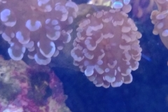 hard-coral-frogspawn-cluster-closed-013