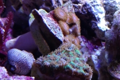 hard-coral-green-shell-cluster-001