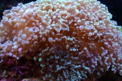 hard-coral-green-tip-frogspawn-cluster-0pen-001