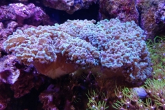 hard-coral-green-tip-frogspawn-cluster-0pen-002