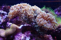 hard-coral-green-tip-frogspawn-cluster-0pen-003