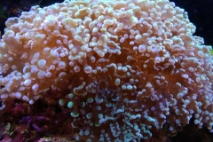 hard-coral-green-tip-frogspawn-cluster-0pen-004