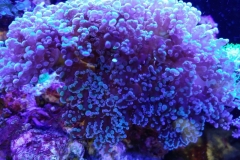 hard-coral-green-tip-frogspawn-cluster-0pen-005