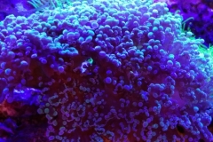 hard-coral-green-tip-frogspawn-cluster-0pen-006