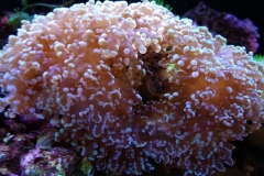 hard-coral-green-tip-frogspawn-cluster-0pen-007