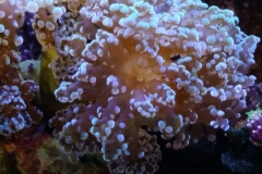 hard-coral-green-tip-frogspawn-cluster-0pen-008