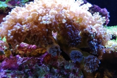 hard-coral-green-tip-frogspawn-cluster-0pen-009