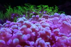 hard-coral-green-tip-frogspawn-cluster-0pen-011